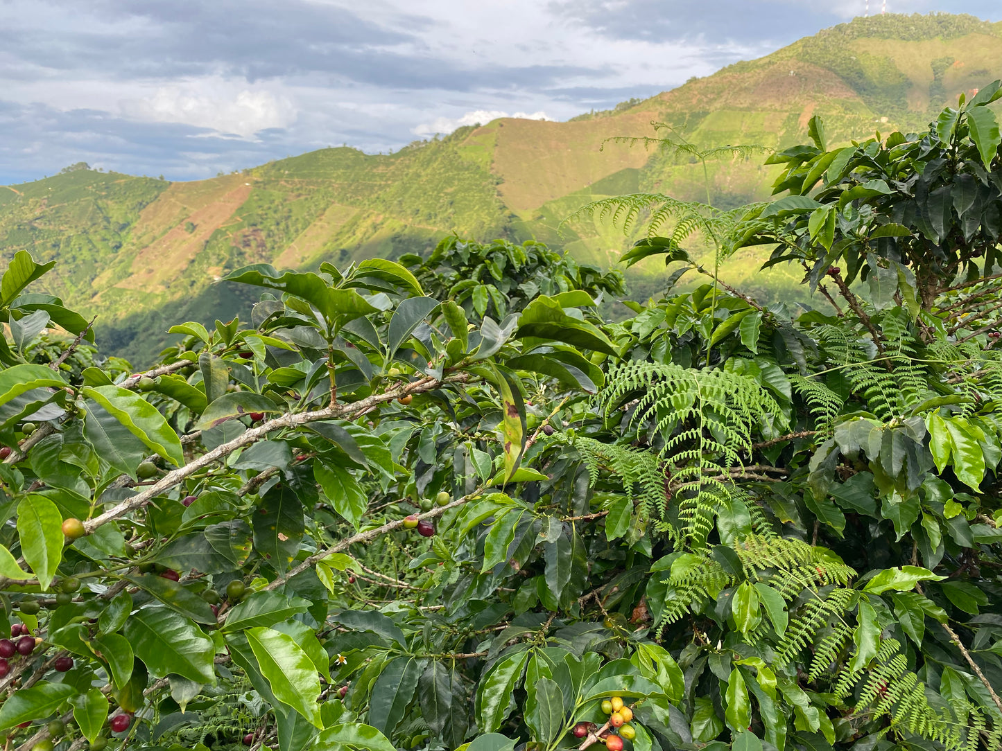Antioquia Organic Coffee - Colombia - Farm fresh. *Price incl. cargo delivery.