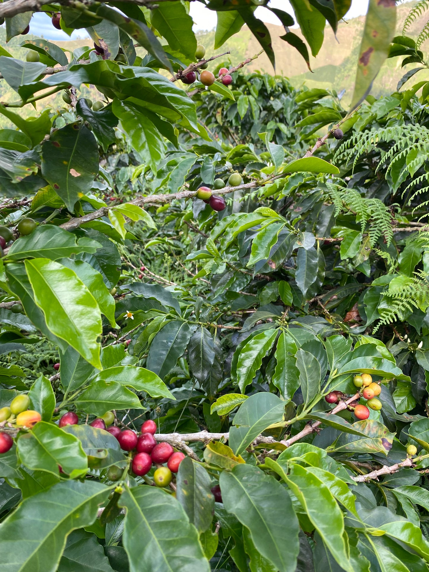 Antioquia Organic Coffee - Colombia