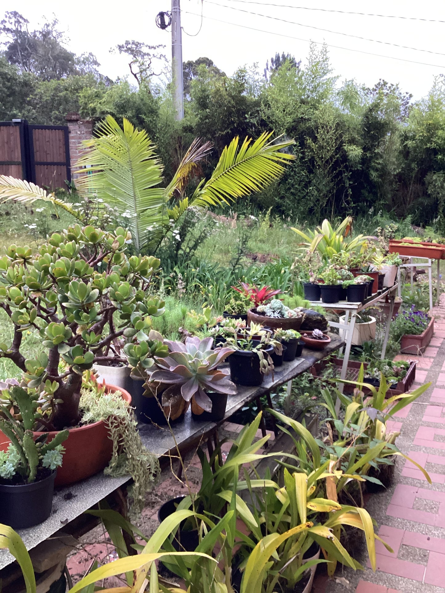 WEEK AT COLOMBIAN FARM & GARDENING