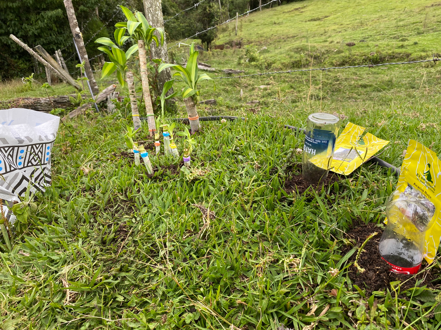 DONATION PROGRAM - TREE FOR GIFT