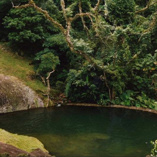 GREEN ZONE - The Safe Zone of Greenlandbase-Colombia / we provide water, food and shelter for people in need due to the latest earthquake - sign up here / registrar aqui.