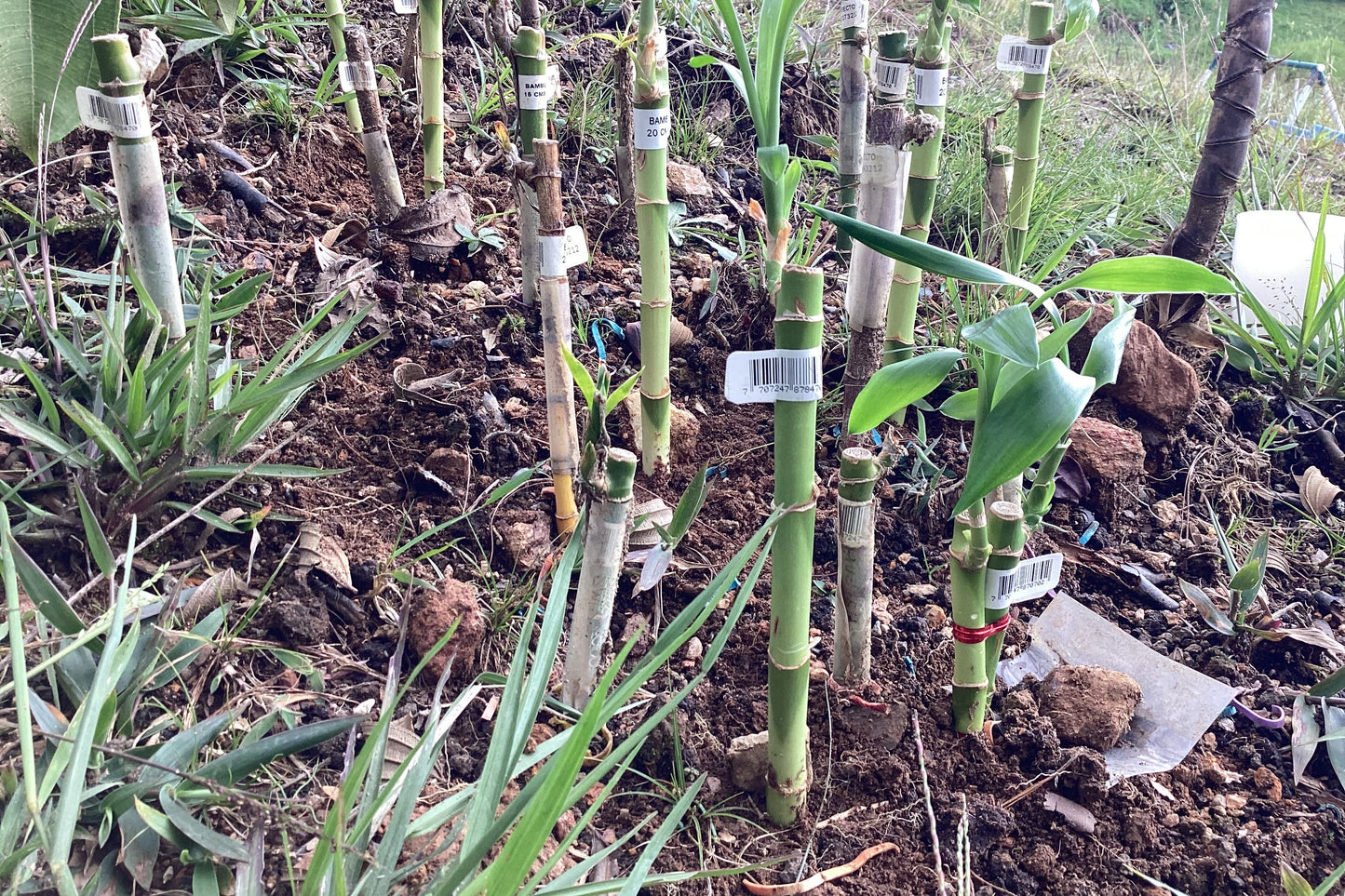 Support the World Peace Forum actively